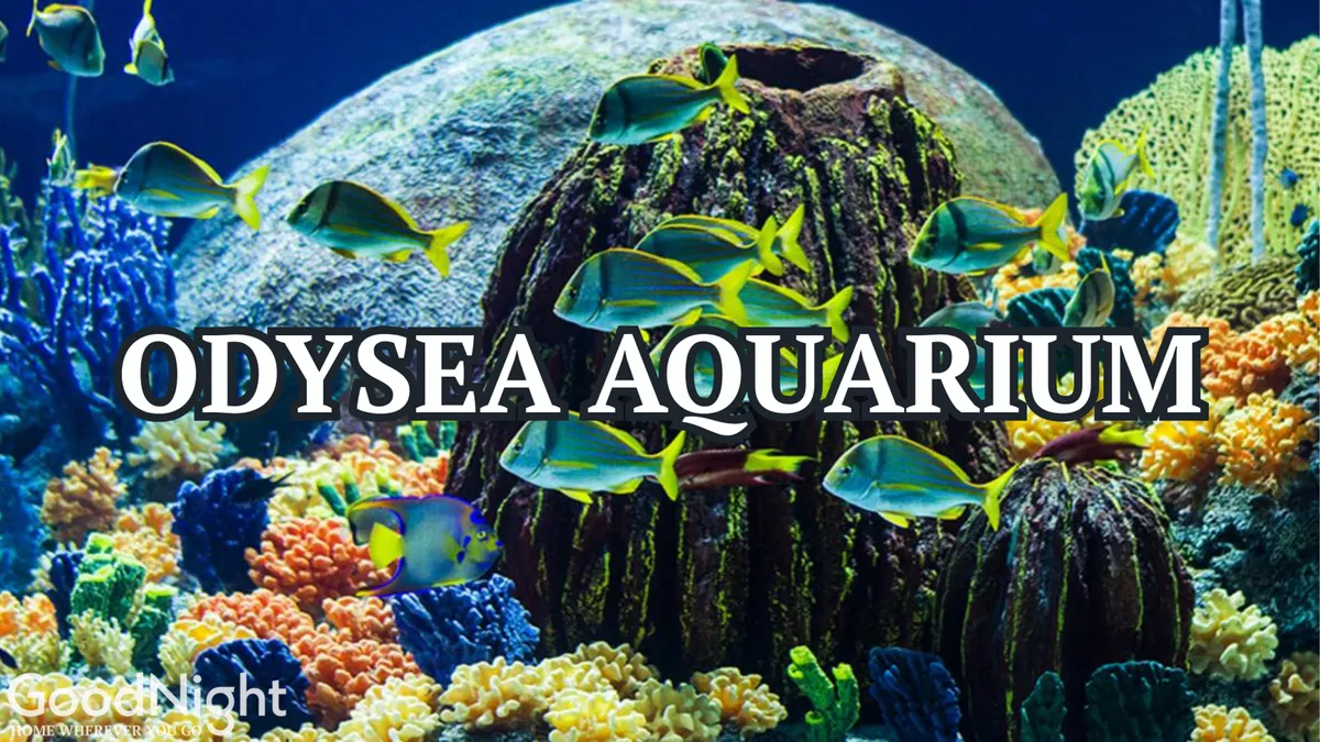 A vibrant underwater scene with colorful coral reefs and a variety of exotic fish. The image is lively and engaging, hinting at immersive and educational experiences at local attractions.
